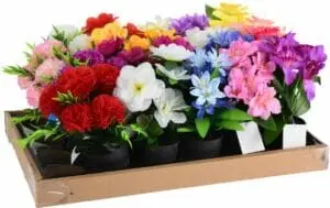 Pottblóm sumarblóm, nokkrir litir