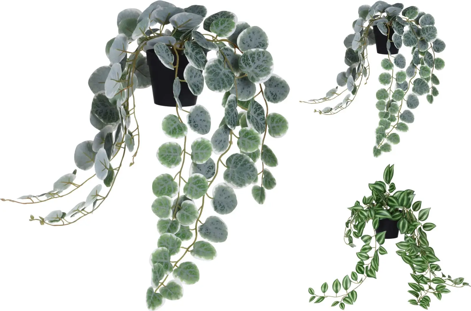 Pottaplanta hangandi