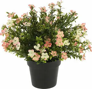 Pottablóm blómstrandi