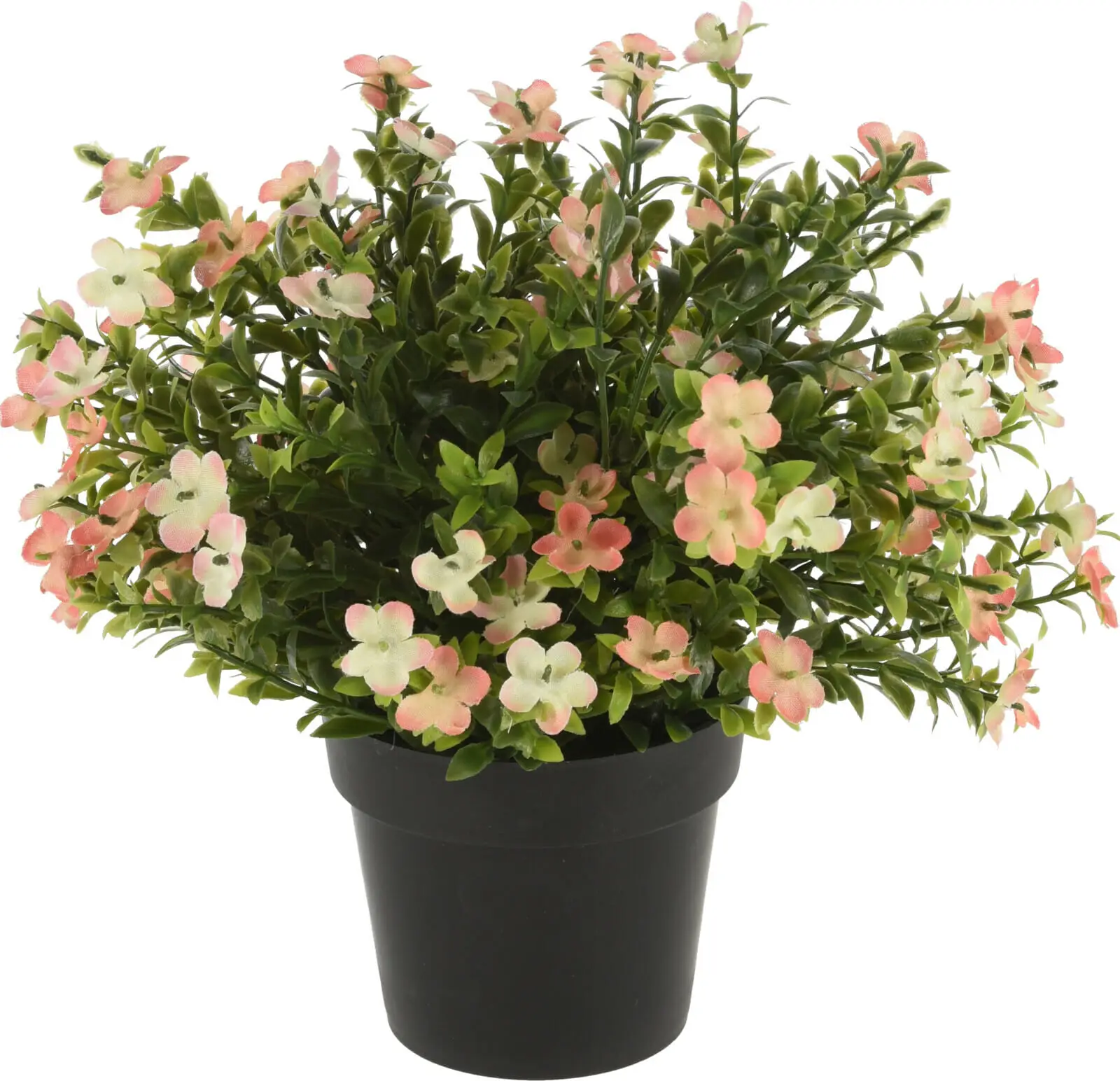 Pottablóm blómstrandi