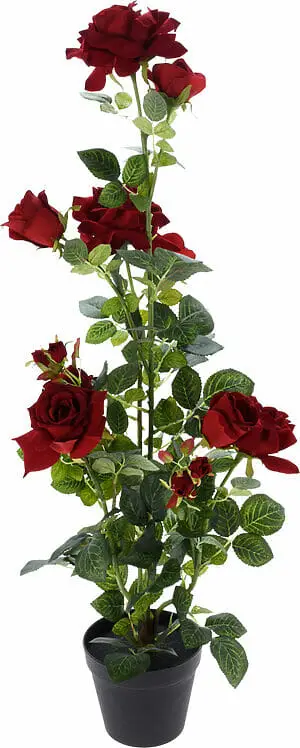 Rós - Dimmrauð í potti 95cm