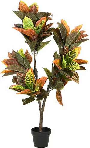 Planta Croton í potti 120cm