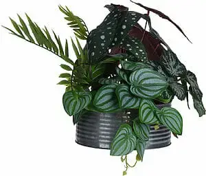 Planta í potti 28cm